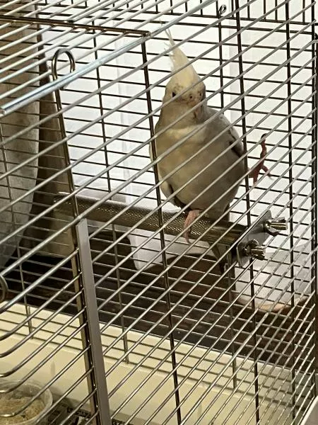 愛鳥さんの写真