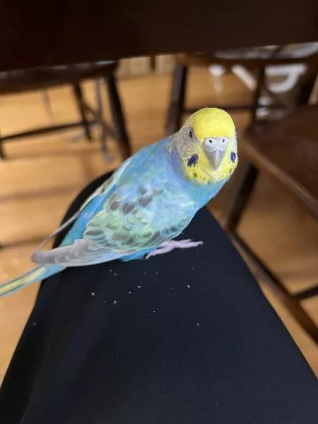 愛鳥さんの写真