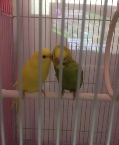 愛鳥さんの写真