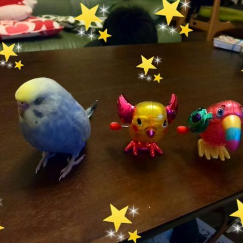 愛鳥さんの写真