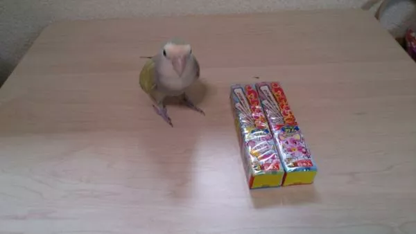 愛鳥さんの写真