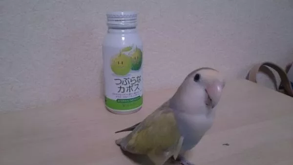 愛鳥さんの写真