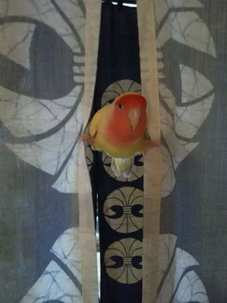 愛鳥さんの写真