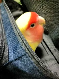 愛鳥さんの写真