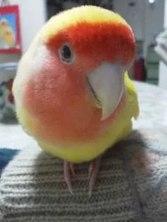 愛鳥さんの写真