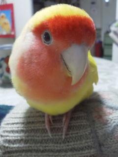 愛鳥さんの写真