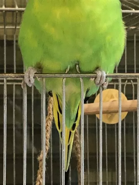 愛鳥さんの写真