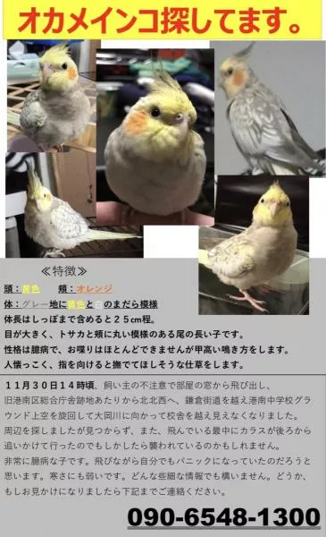 愛鳥さんの写真