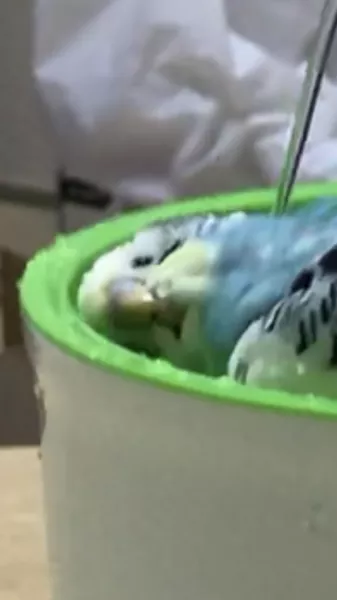 愛鳥さんの写真