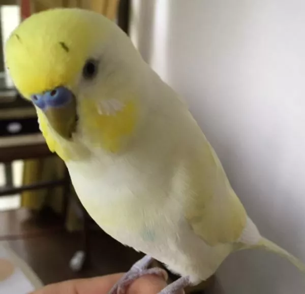 愛鳥さんの写真