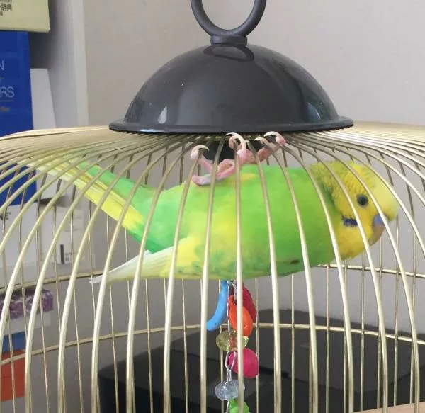 愛鳥さんの写真