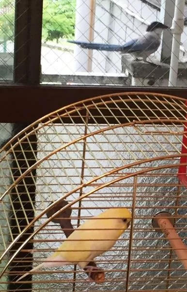 愛鳥さんの写真