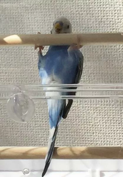 愛鳥さんの写真