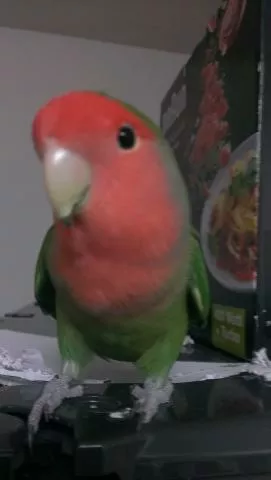 愛鳥さんの写真