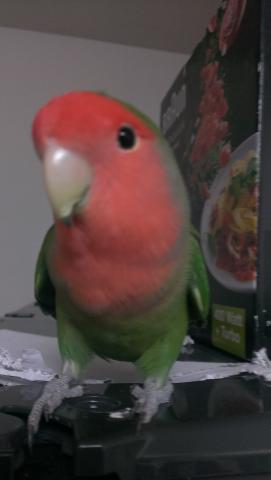 愛鳥さんの写真