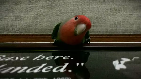 愛鳥さんの写真