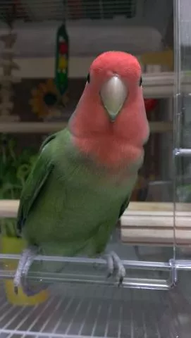 愛鳥さんの写真