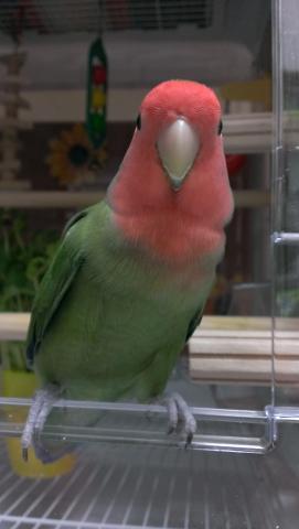愛鳥さんの写真