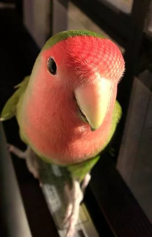 愛鳥さんの写真