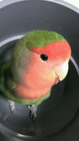 愛鳥さんの写真