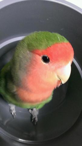 愛鳥さんの写真