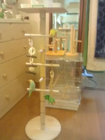 愛鳥さんの写真