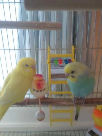 愛鳥さんの写真