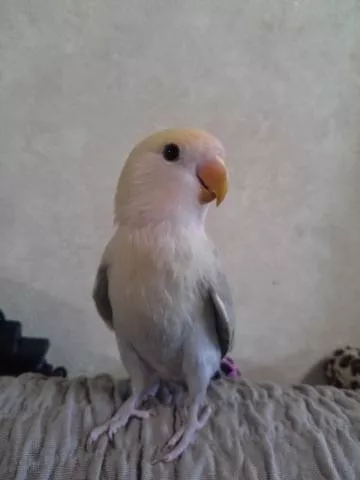 愛鳥さんの写真