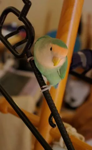 愛鳥さんの写真