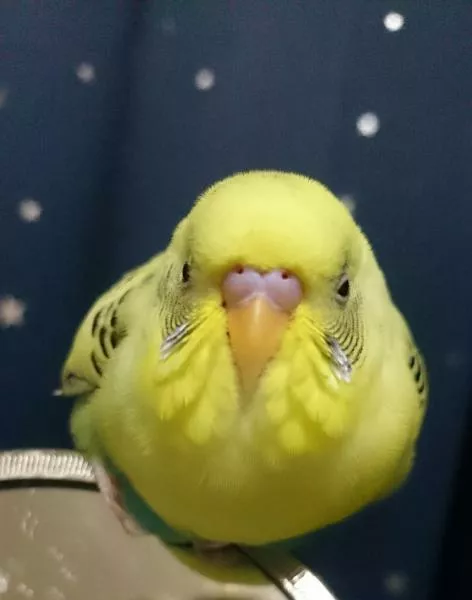 愛鳥さんの写真