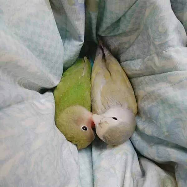 愛鳥さんの写真