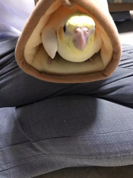 愛鳥さんの写真