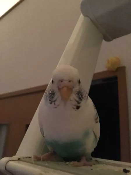 愛鳥さんの写真