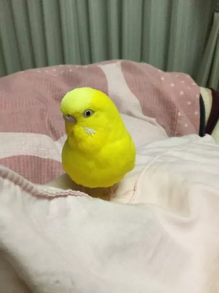 愛鳥さんの写真