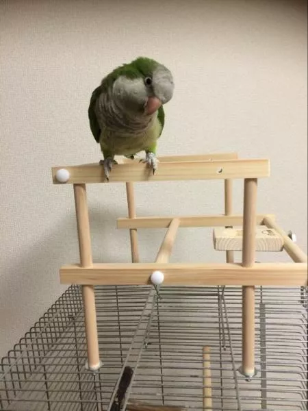 愛鳥さんの写真