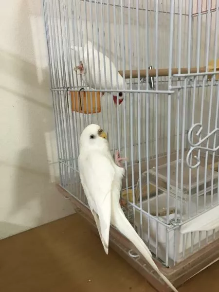 愛鳥さんの写真