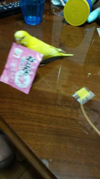 愛鳥さんの写真