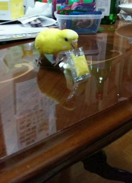 愛鳥さんの写真