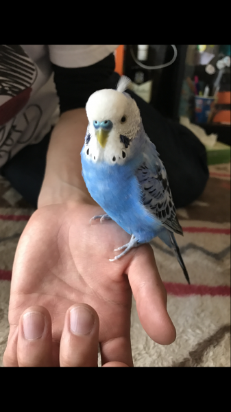愛鳥さんの写真