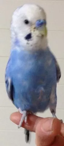 愛鳥さんの写真