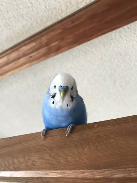 愛鳥さんの写真