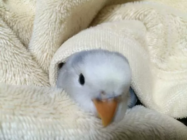 愛鳥さんの写真