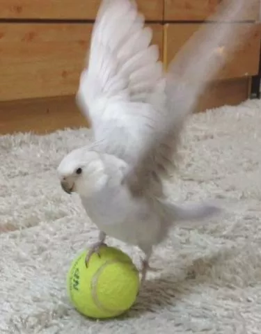 愛鳥さんの写真