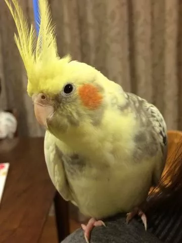 愛鳥さんの写真