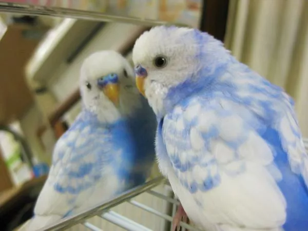 愛鳥さんの写真