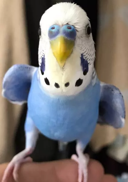 愛鳥さんの写真