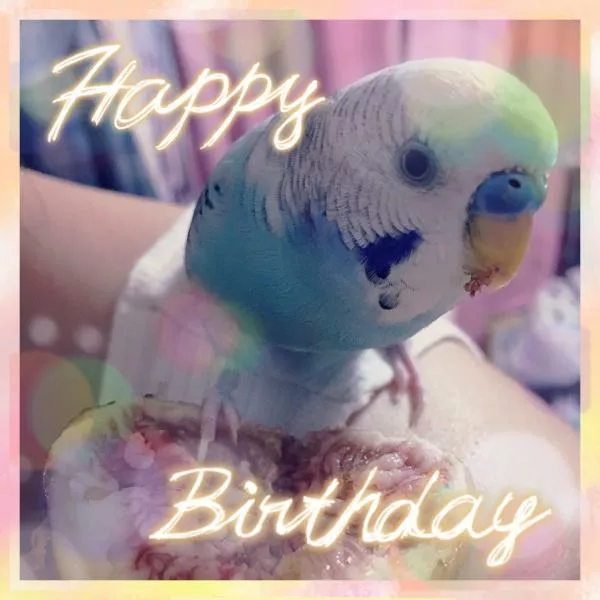 愛鳥さんの写真