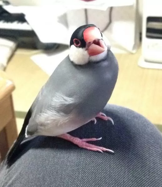 愛鳥さんの写真