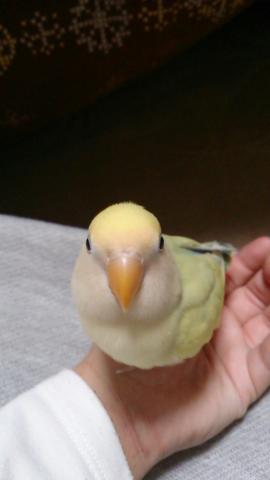 愛鳥さんの写真