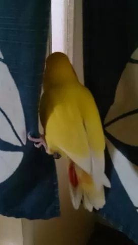 愛鳥さんの写真